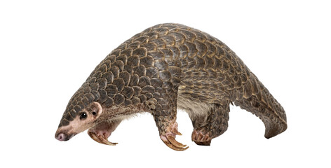 Fototapeta premium Full side view of a single ten months old Chinese pangolin, Manis pentadactyla, an endangered species, isolated on a white background