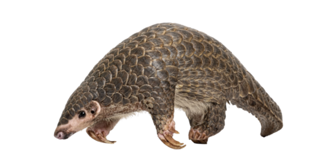 Full side view of a single ten months old Chinese pangolin, Manis pentadactyla, an endangered species, isolated on a white background