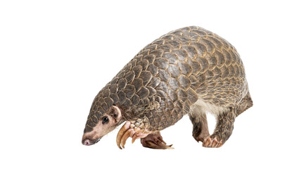 ten months old pangopup, Chinese pangolins, Manis pentadactyla, isolated on white