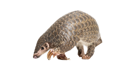 ten months old pangopup, Chinese pangolins, Manis pentadactyla, isolated on white