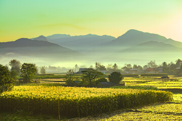 Morning view of rice fields amidst the sea of ​​mist in Pua