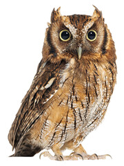 Naklejka premium Tropical screech owl, Megascops choliba, looking at the camera, cut out