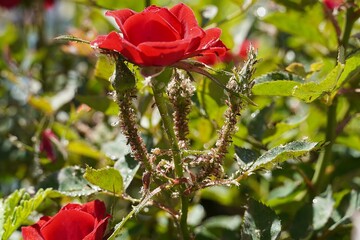 A red rose plant attacked by hundreds of insects