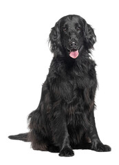 Portrait of a friendly black flat-coated retriever sitting isolated on white