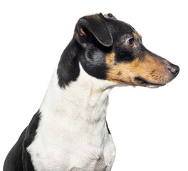 Head shot portrait of a Jack russell terrier profile, looking away, cut out