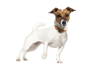 Nine months old Jack russell terrier Standing, looking at the camera, Isolated on white