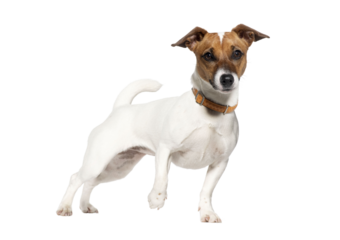 Nine months old Jack russell terrier Standing, looking at the camera, Isolated on white