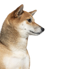 Close-up side view of a shiba inu with a keen expression Cut out