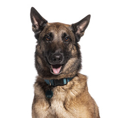 Cheerful Belgian malinois dog wearing a collar posing against a white background