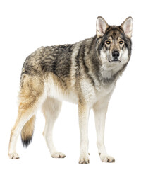 Timber Shepherd a kind of Wolfdog, looking at the camera, Isolated on white