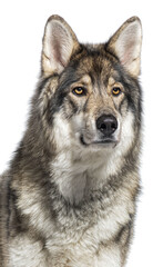 Head shot of a Timber Shepherd a kind of wolf dog very similar to a wolf, looking at the camera, Isolated on white