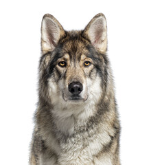 Close-up image of a captivating gray wolf with a piercing gaze, isolated on white