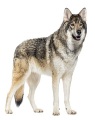 Side view of a Wolf, kind of Wolfdog, looking away mouth open, Cut out
