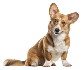 Welsh corgi Cardigan looking at the camera, Isolated on white