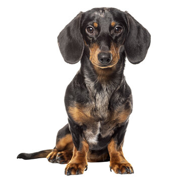 Sitting dachshund looking at the camera, cut out