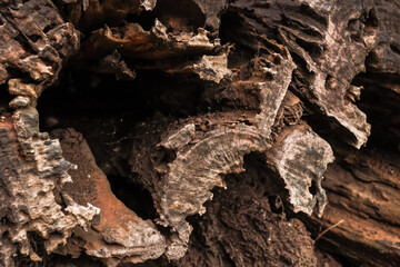 Close up photo of decayed old rotten wood log. Decomposed tree trunk on the ground in the forest. Concept for international forest day, go green, earth day, ecology.