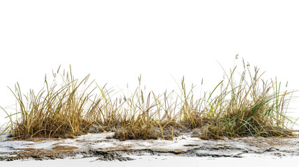 Fototapeta premium grass on the beach
