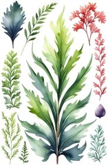 Fototapeta premium Seaweed kelp or laminaria seedling isolated on white background, watercolor pattern illustration.