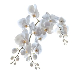 Realistic vector icon white orchid flower branch isolated on white background
