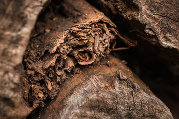 Close up photo of decayed old rotten wood log. Decomposed tree trunk on the ground in the forest. Concept for international forest day, go green, earth day, ecology. © Rizky