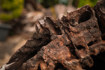 Close up photo of decayed old rotten wood log. Decomposed tree trunk on the ground in the forest. Concept for international forest day, go green, earth day, ecology.