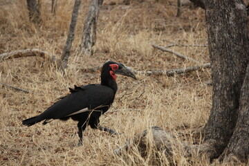 red billed hornbill