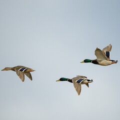 two ducks in flight