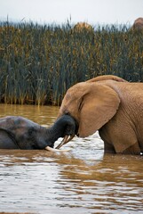 elephant in water