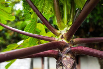 Close up photo of Unique purple papaya tree (Carica papaya var. purpurea) with purple color of...