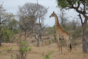 giraffe in the savannah