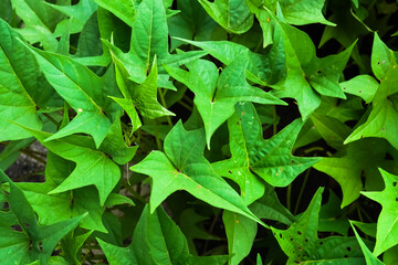 Close up photo of fresh green sweet potato leaves. Empty blank copy text space. Concept for World...