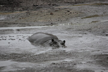 hippo in the water