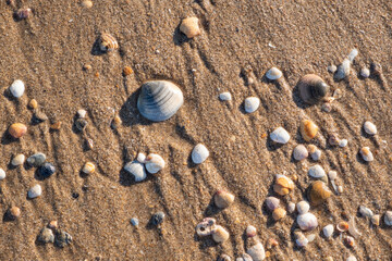 Detail of the shells and remains of mollusks in the sand on the beach. Relaxing summer vacation...