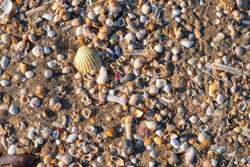 Detail of the shells and remains of mollusks in the sand on the beach. Relaxing summer vacation concept with sea and waves.
