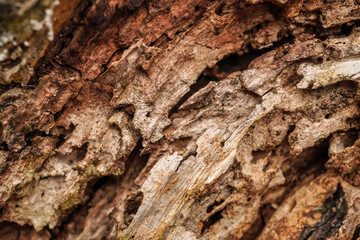 Close up photo of decayed old rotten wood log. Decomposed tree trunk on the ground in the forest. Concept for international forest day, go green, earth day, ecology.