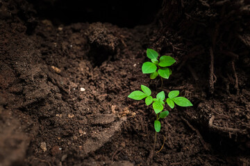 Close up photo of a young tree sprout growing in the soil. Concept for international forest day, go green, earth day, ecology. Empty blank copy text space.