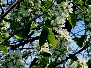 leaves on a branch
