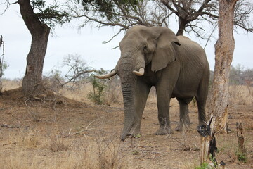 Fototapeta premium Elephant