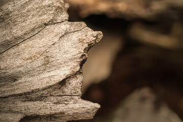 Relief texture of the brown bark of a tree with white spot fungal mold on it. Horizontal photo of a...