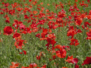 Blooming poppy field in Blumengarten Hirschstetten in Wien