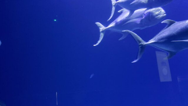 A school of caranx and selene vomer fishes swimming in blue waters of Valencia oceanarium.