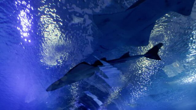Low angle shot of two giant guitarfishes and a longcomb sawfish swimming in blue waters of Valencia oceanarium.