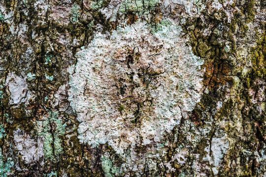 Tree bark lichen is a symbiosis of an algae or cyanobacteria living among filaments of multiple fungi species. Fungal mold spot live on rotten wood in the forest. Concept for biology and biodiversity.