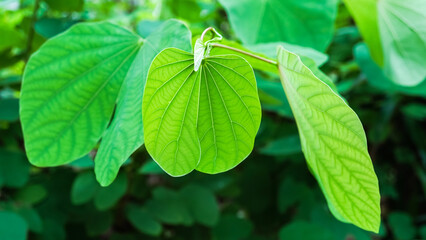 Close up photo of fresh green leaves. Empty blank copy text space. Concept for World Environment...