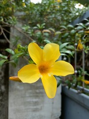 Allamanda is a genus of flowering plants in the family Apocynaceae. They are native to the Americas, where they are distributed from Mexico to Argentina.