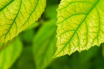 Close up photo of green Jamaican cherry tree leaves with visible leaf veins, natural lights. Concept for biology. Empty blank copy text space
