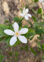 Wrightia Antidysenterica Flowers