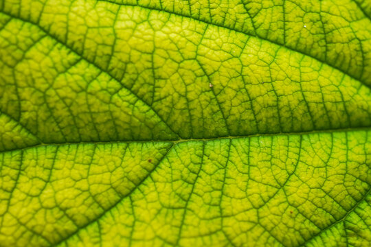 Close up photo of green Jamaican cherry tree leaves with visible leaf veins, natural lights. Concept for biology. Empty blank copy text space