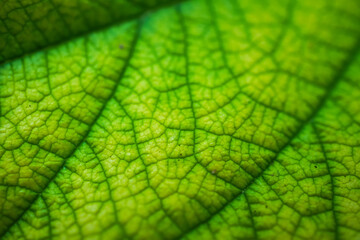 Close up photo of green Jamaican cherry tree leaves with visible leaf veins, natural lights. Concept for biology. Empty blank copy text space