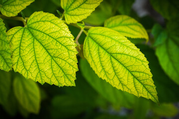 Close up photo of green Jamaican cherry tree leaves with visible leaf veins, natural lights. Concept for biology. Empty blank copy text space